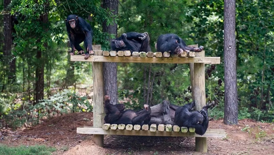 Šimpanzi odpočívají na plošině v Chimp Haven během výcviku v extrémním počasí v Keithville, La., 13. června 2023. V reakci na rostoucí počet meteorologických incidentů provozuje Chimp Haven, domov důchodců pro výzkumné šimpanze, cvičná cvičení, aby se šimpanzi naučili ukryjte se rychle uvnitř, když zaměstnanci zazvoní na poplach