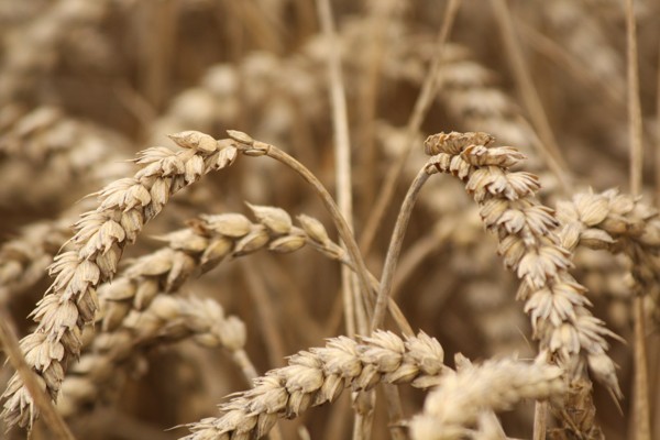 Potravinová bezpečnost v Bádensku-Württembergu a Německu