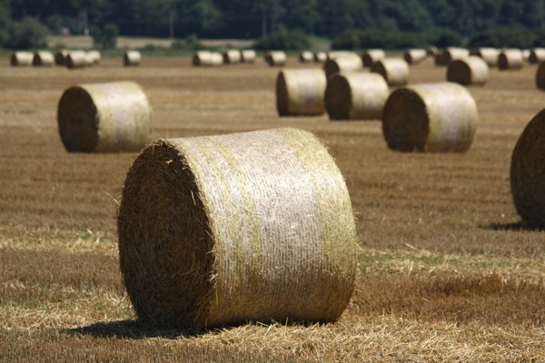 Potravinová bezpečnost v Bádensku-Württembergu a Německu