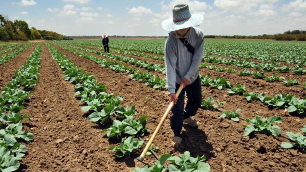 Ceny hnojiv se za poslední rok zvýšily o více než 200 procent