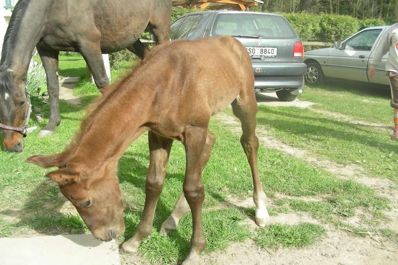 2V projekt s.r.o. , Praha IČO 28506596